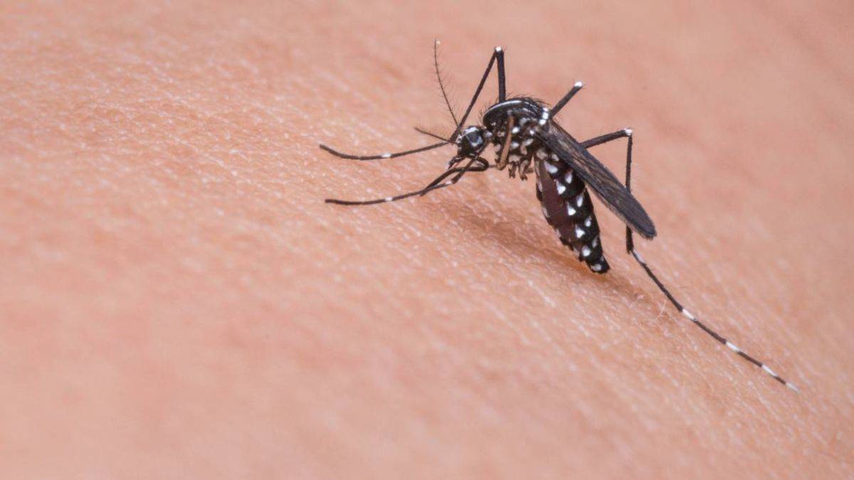 Asya Kaplan Sivrisineği nerelerde var? Asya Kaplan Sivrisineği İstanbul'da hangi ilçelerde var?