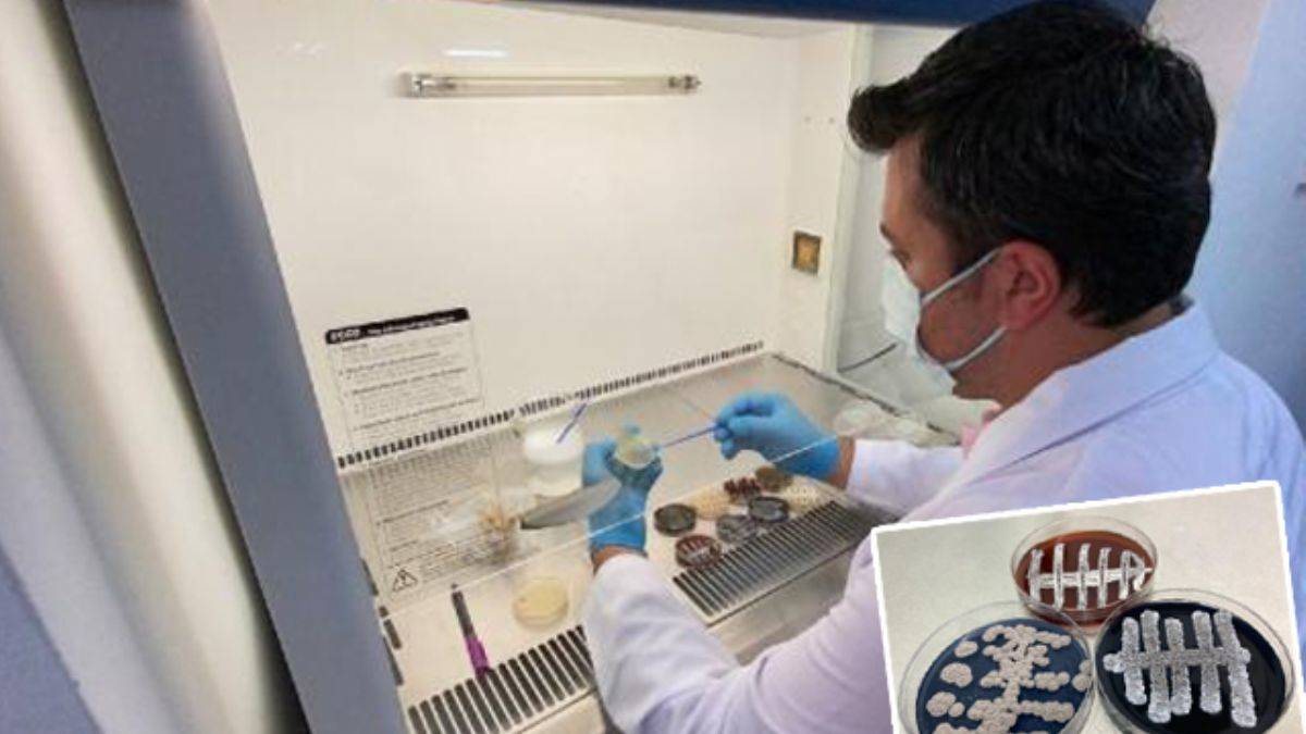 Türk bilim adamları 60 yeni bakteri türü keşfetti