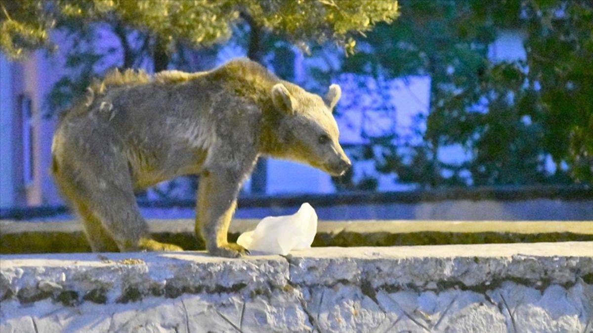 Kars'ta bozayı tarafından kovalanan kişi düşerek yaralandı