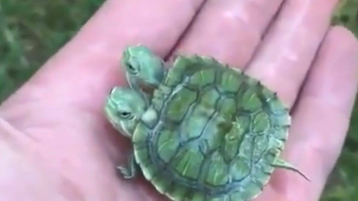 Tek kabukta ikiz kaplumbağa