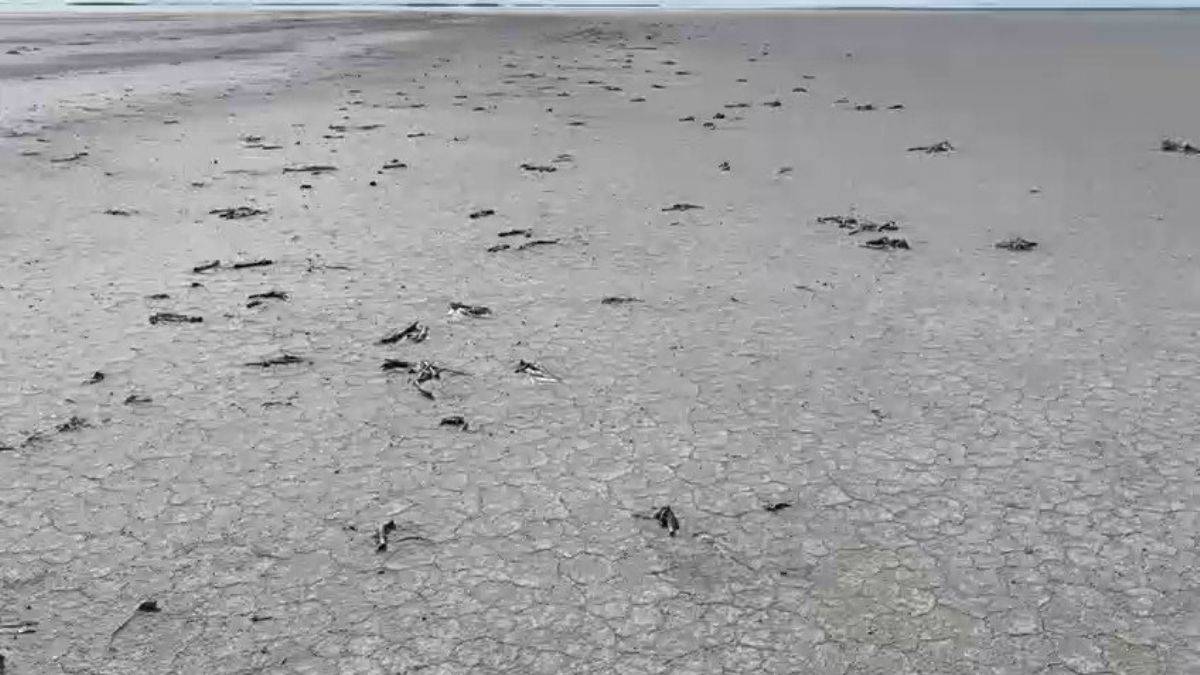 Çiftçiler Tuz Gölü'ne bent çekti, yavru flamingolar öldü