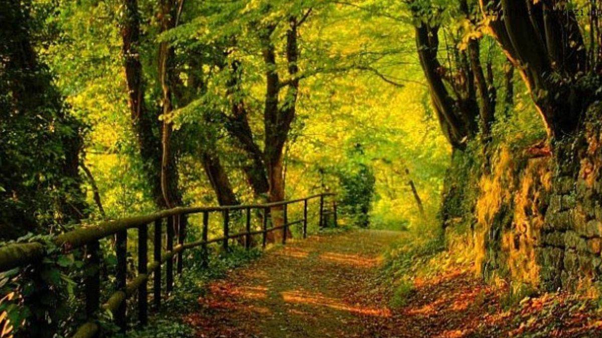 İzmir'de ormanlar yasak mı? İzmir'de ormana girmek yasak mı? İzmir'de piknik yasak mı?