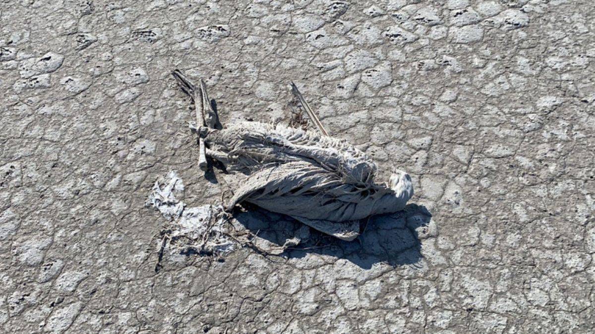 Tarkan: Flamingoların ölümü kader değil, bir katliam