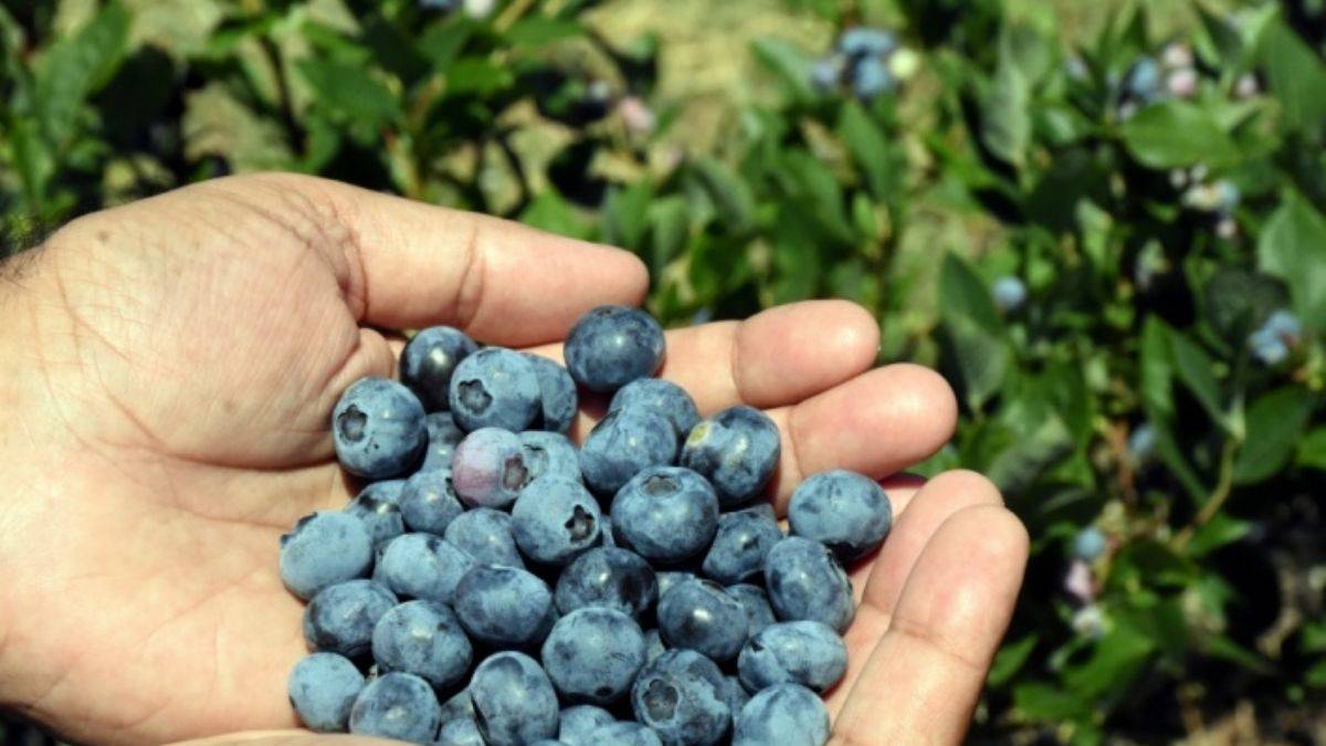 Uludağ eteklerindeki servet: Yaban mersini