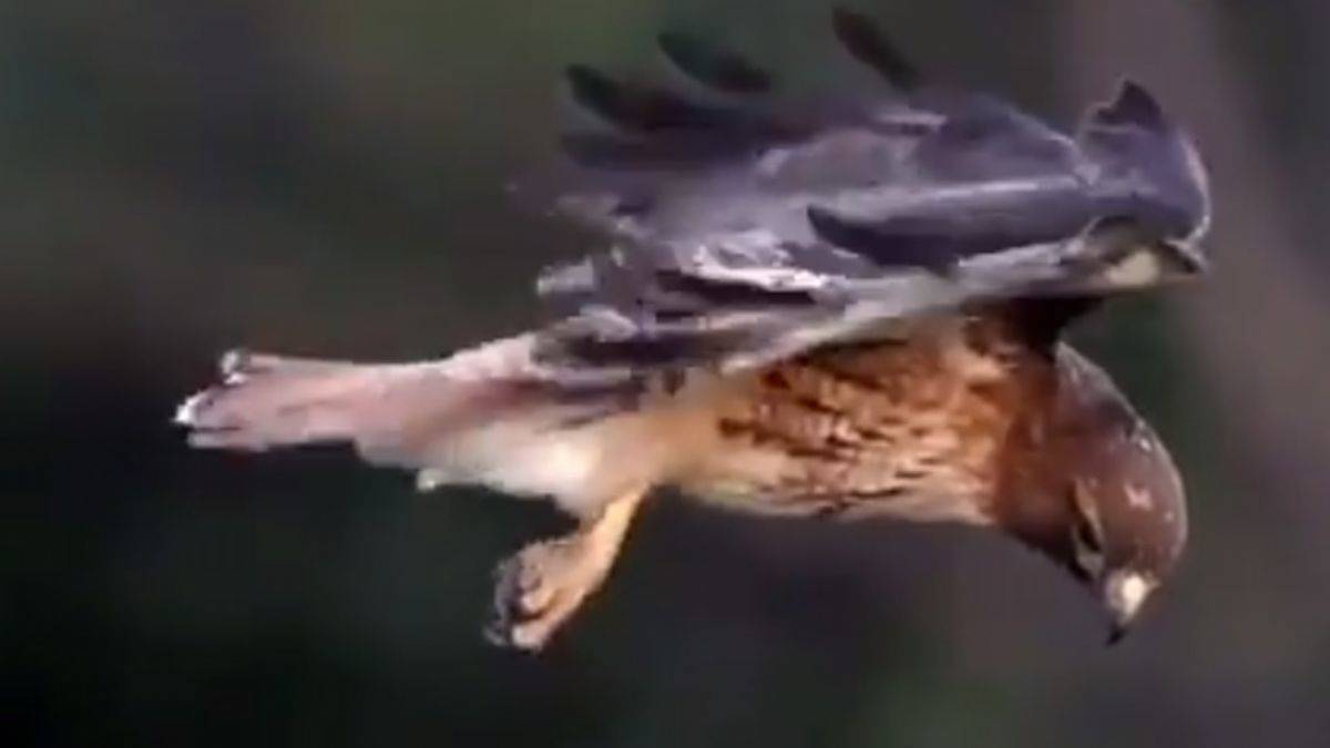 Avını izleyen şahinin muhteşem dikkati