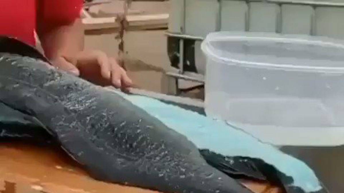 Mavi etli Blue Lingcod balığı