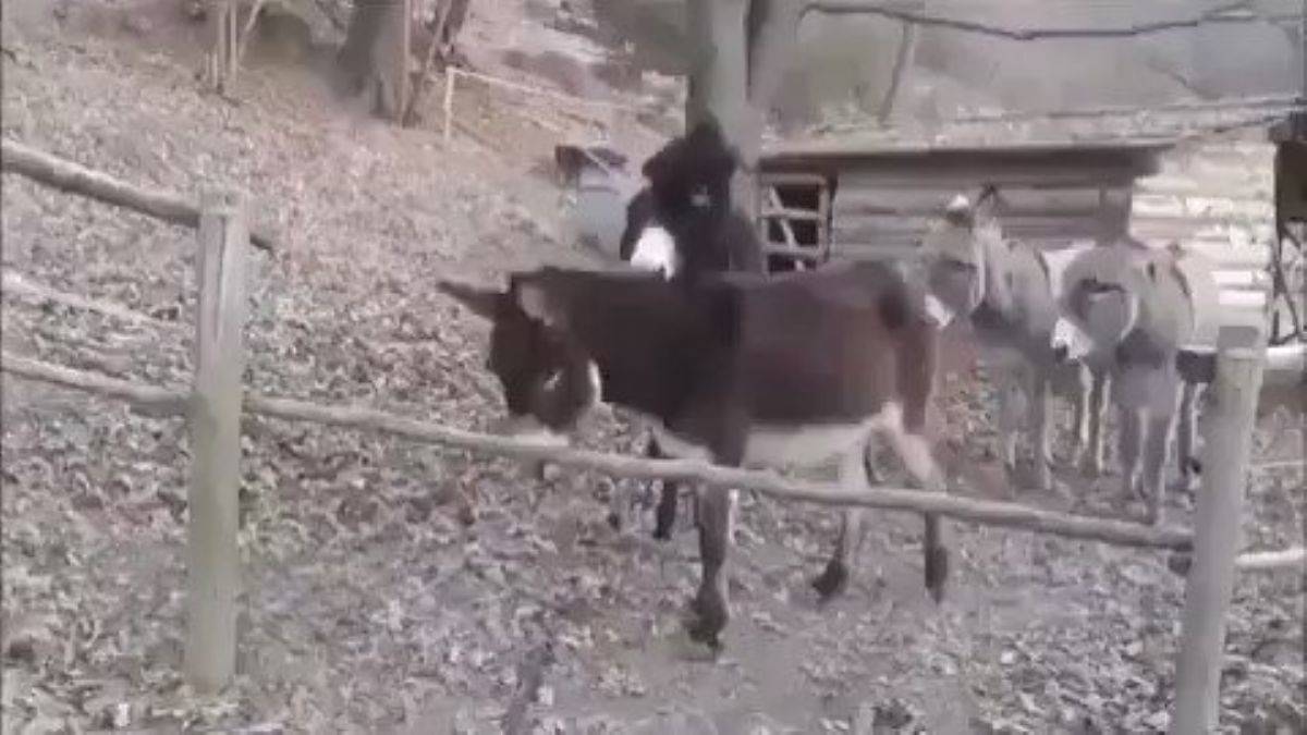 Engeli kaldıran eşek sosyal medyada ilgi odağı oldu