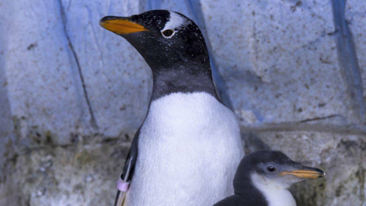 Türkiye'nin ikinci bebek kutup pengueni