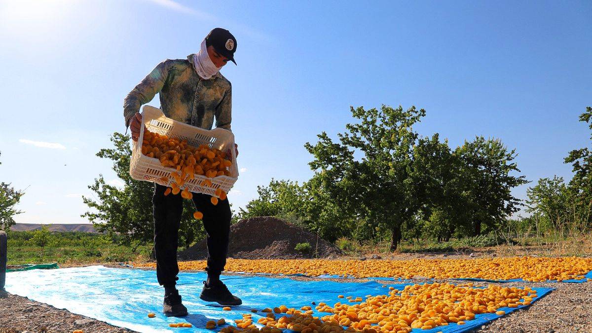 15 bin işçi bayramda kayısı bahçesinde