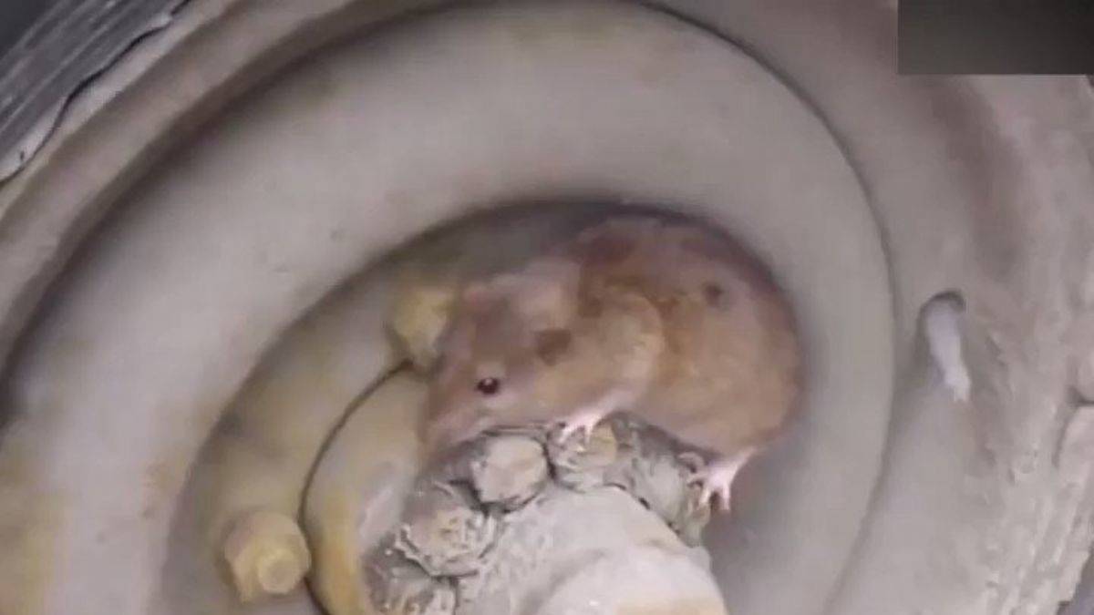 Farenin kamuflajı izleyenleri hayrete düşürdü