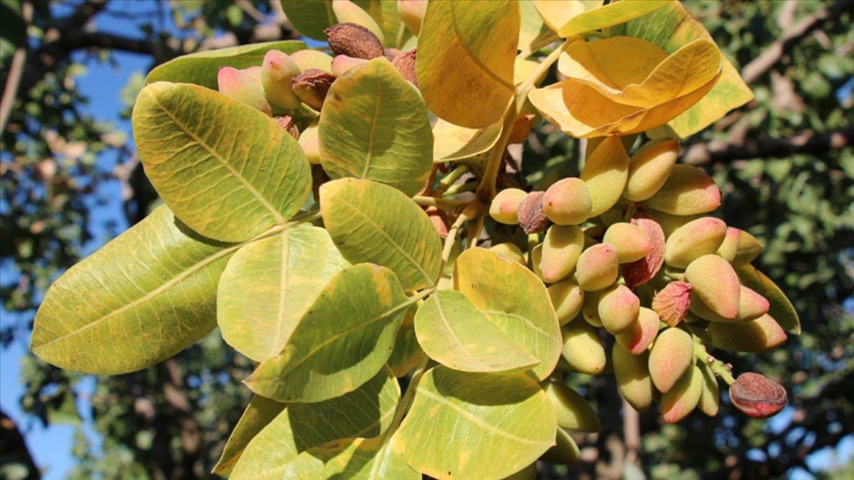 Türkiye'nin ilk lisanslı Antep fıstığı deposu