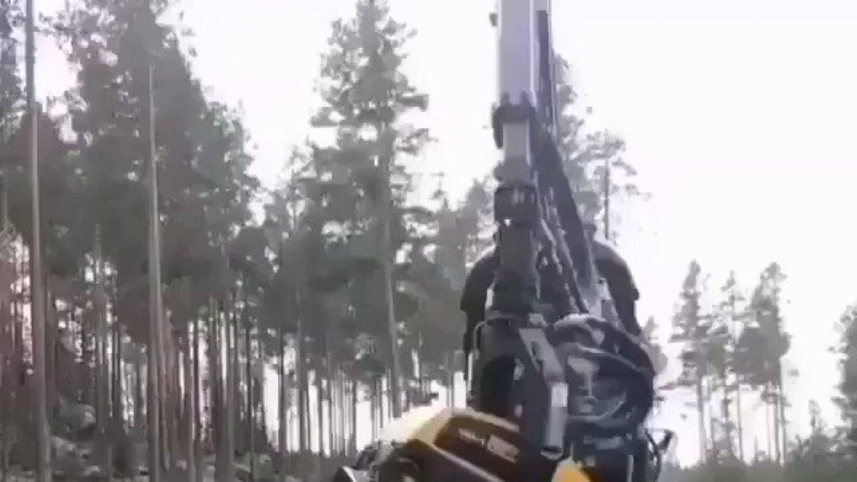 Harika teknoloji! Saniyeler içinde ağaç kesim işlemi