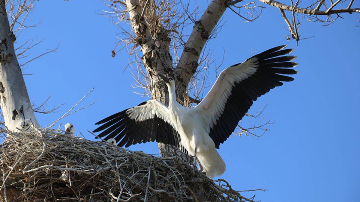 Ağrı'da uçma denemeleri yapan yavru leylekler, göç yolculuğuna hazırlanıyor