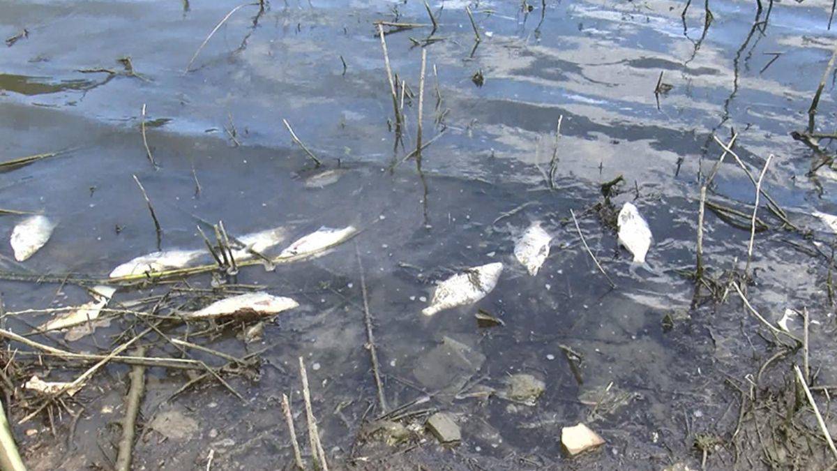 Alibeyköy Barajı'nda korkutan balık ölümleri