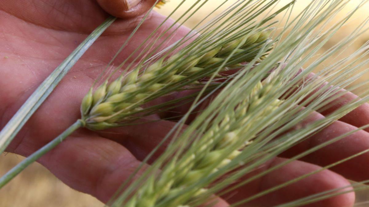 Kuraklık arpaya sökmüyor; çiftçi memnun