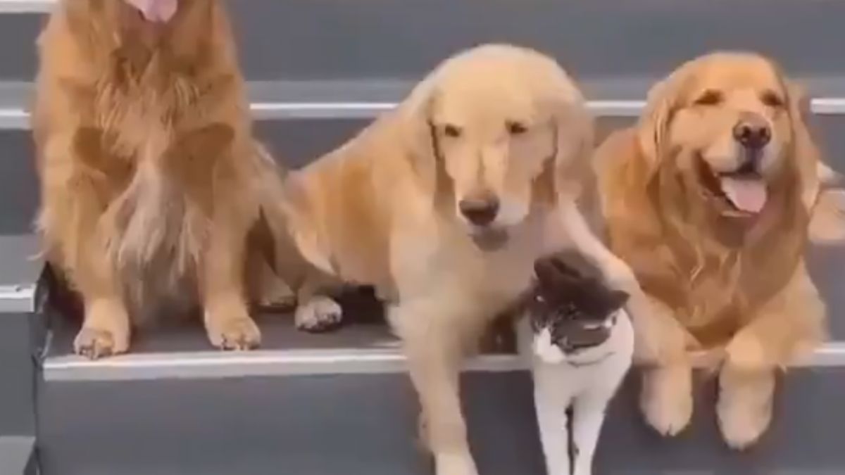 Üç köpeğin kedi ile pozuna büyük ilgi