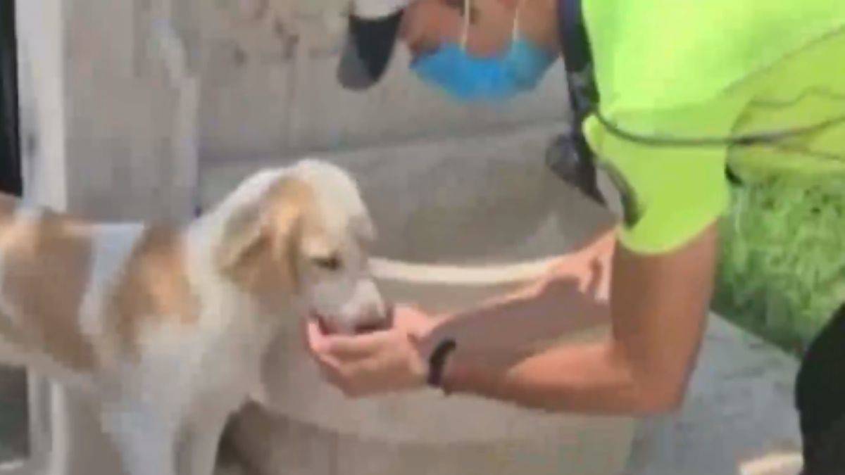 Trafik polisi, sokak köpeğine elleriyle su içirdi