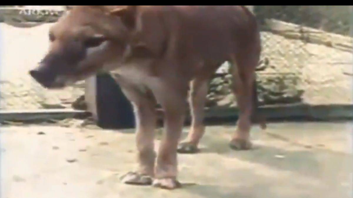 Bilinen son Tazmanya kaplanı