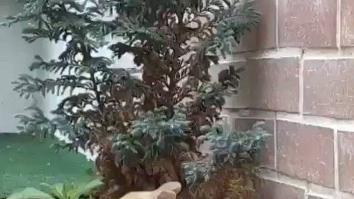 Kibarca beslenen yavru bir tavşan