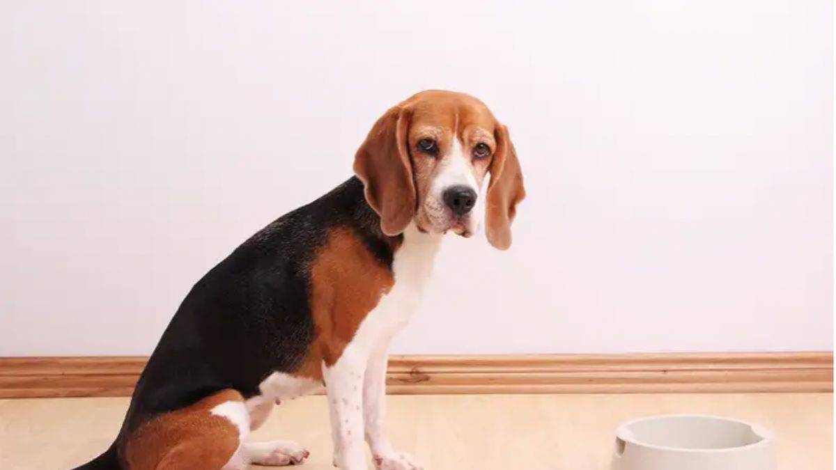 Köpekler, yalan söylediğinizde sizi görmezden gelirler