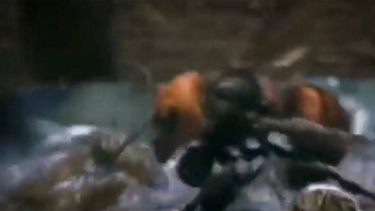 Küçük arıların eşek arısına saldırdığı o anlar....