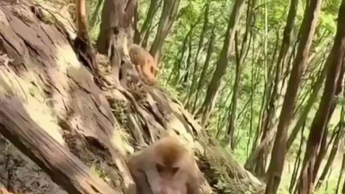 Küçük maymunun banyo zamanı