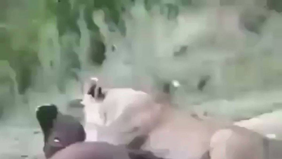 Evladı için ölüme atlayan Bufalo