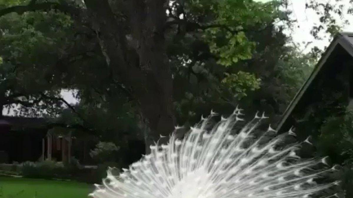 Tavus kuşunun muhteşem tüyleri