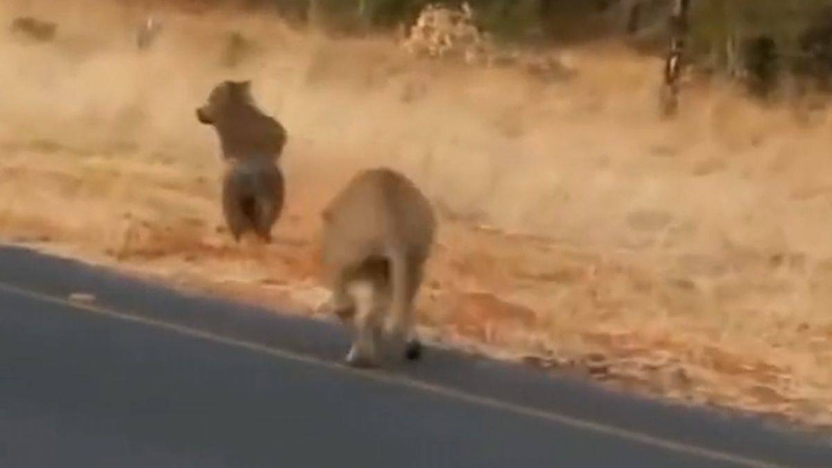 Aslana bir çırpıda yem olan domuz