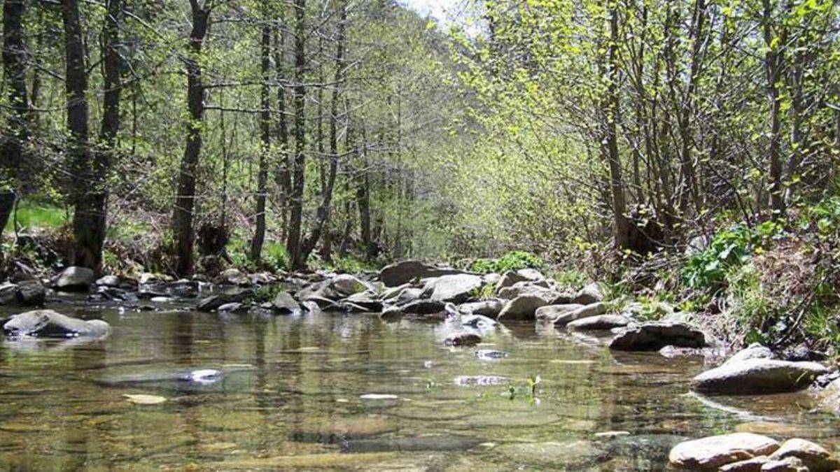Kocaeli'de ormanlık alanlara giriş yasaklandı