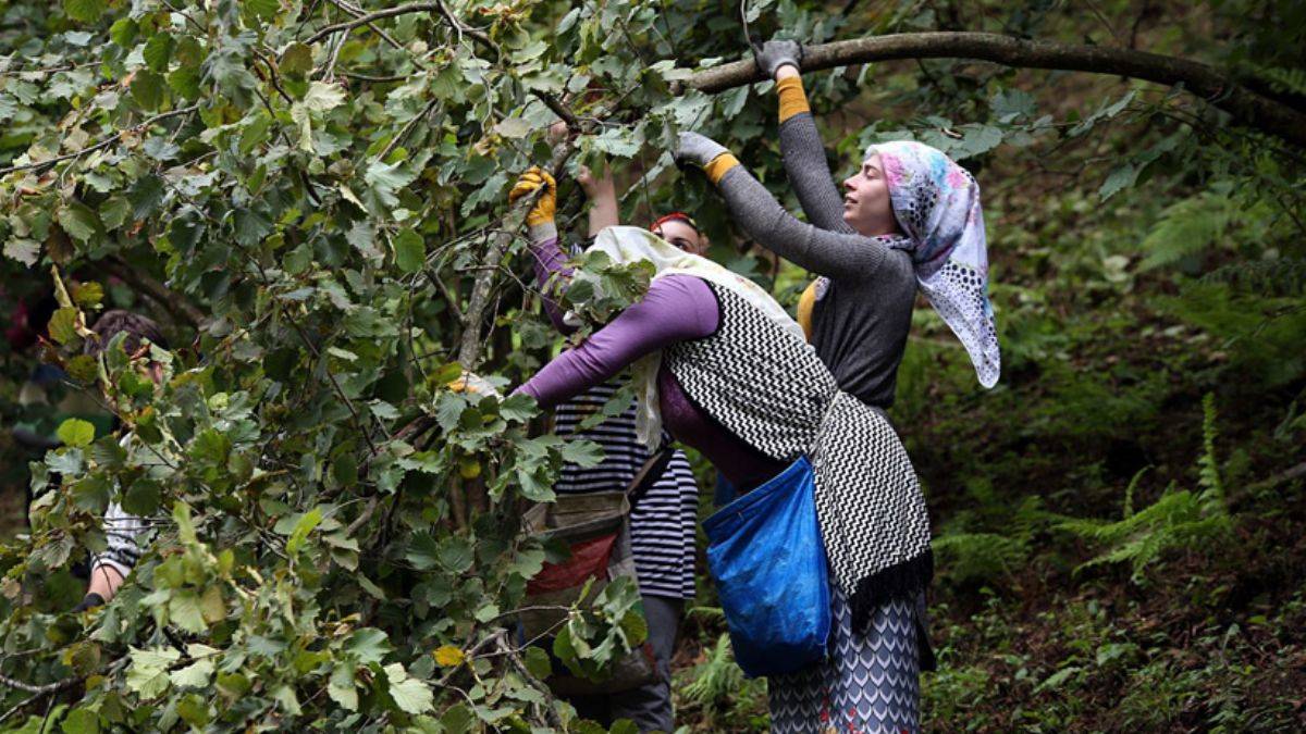 Trabzon ve Giresun'da fındık mesaisi başlıyor