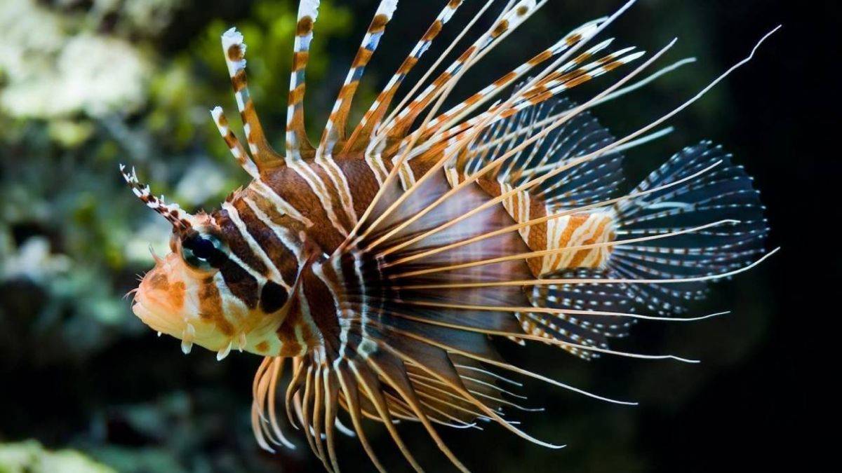 Aslan balığı hangi illerde, denizlerde var? Aslan balığı zehri öldürücü mü?
