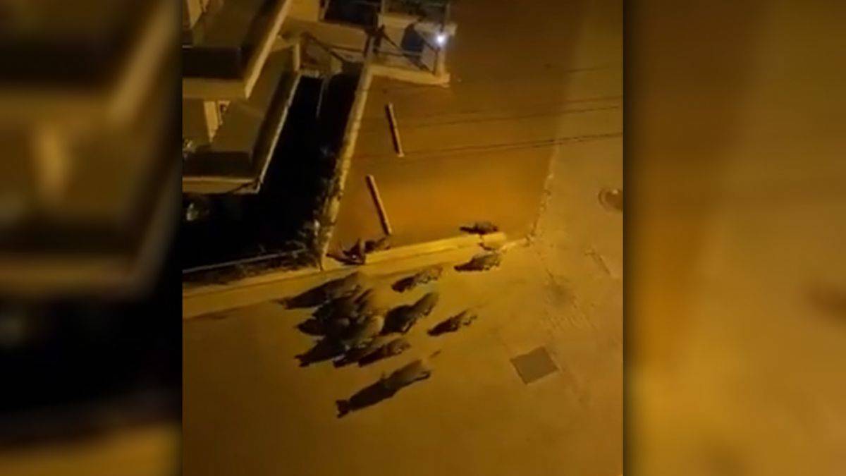 Marmaris'te yangından kaçan domuz sürüsü şehre indi