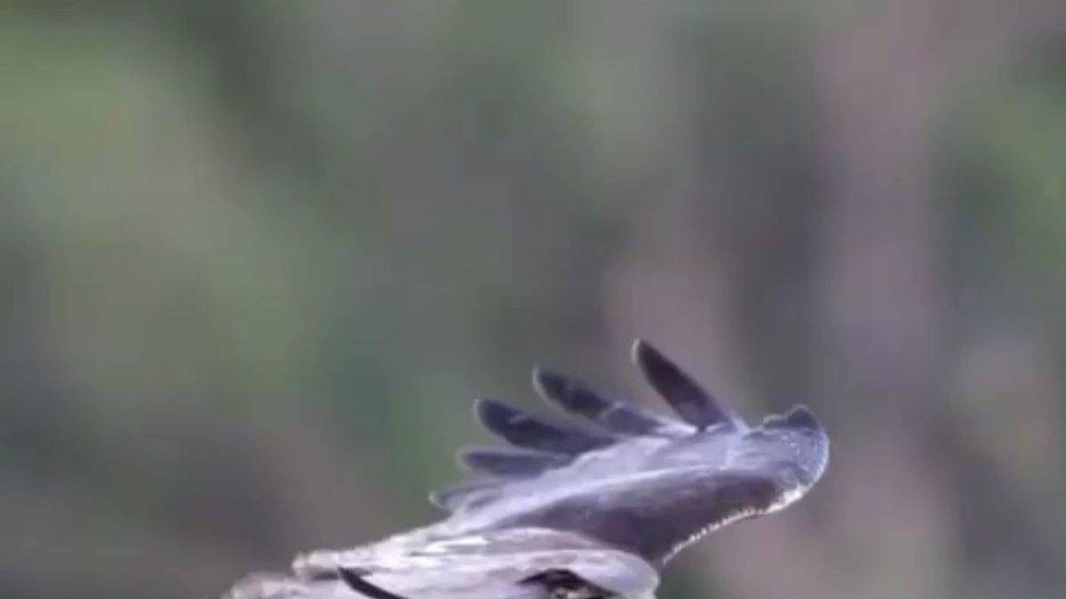 Kırmızı kuyruklu şahinin özelliği şaşırtıyor