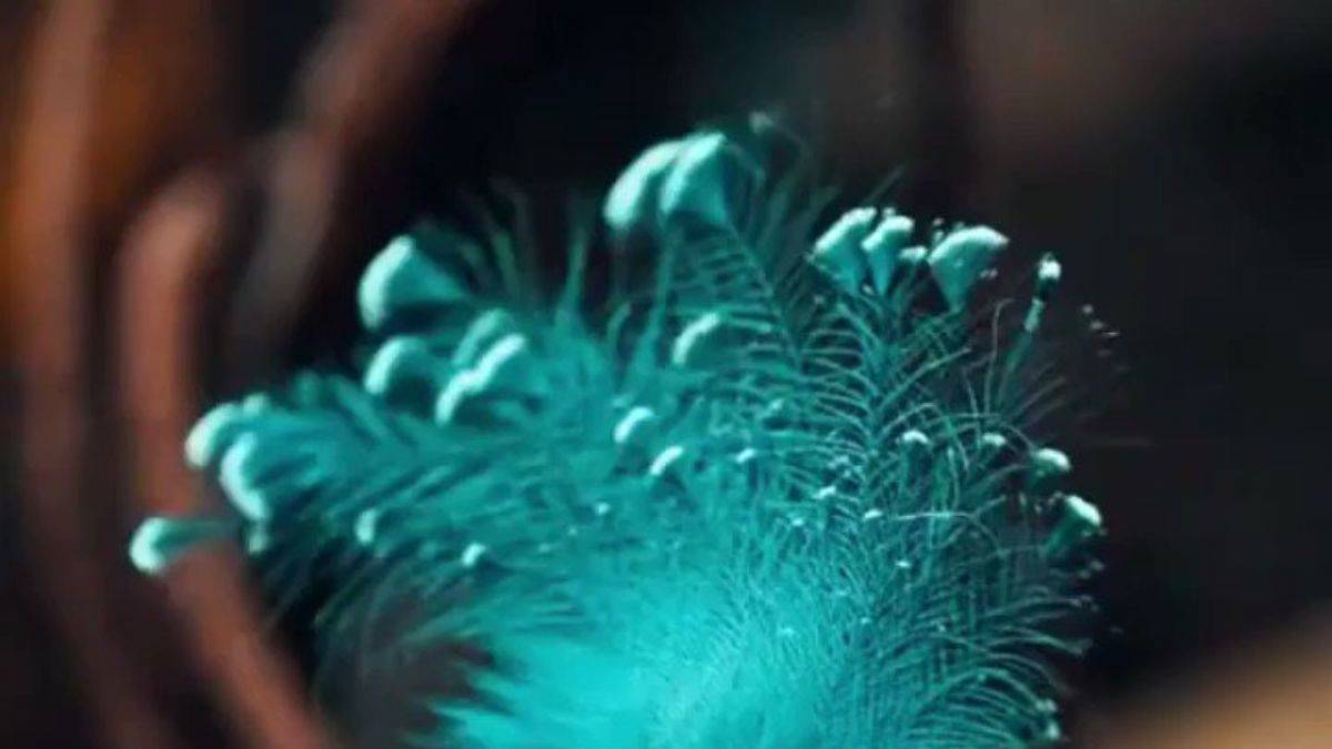 Victoria taçlı güvercinin eşsiz güzelliği