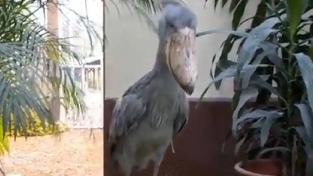 Sesi ile ürküten ''Pabuç Gagalı Leylek''