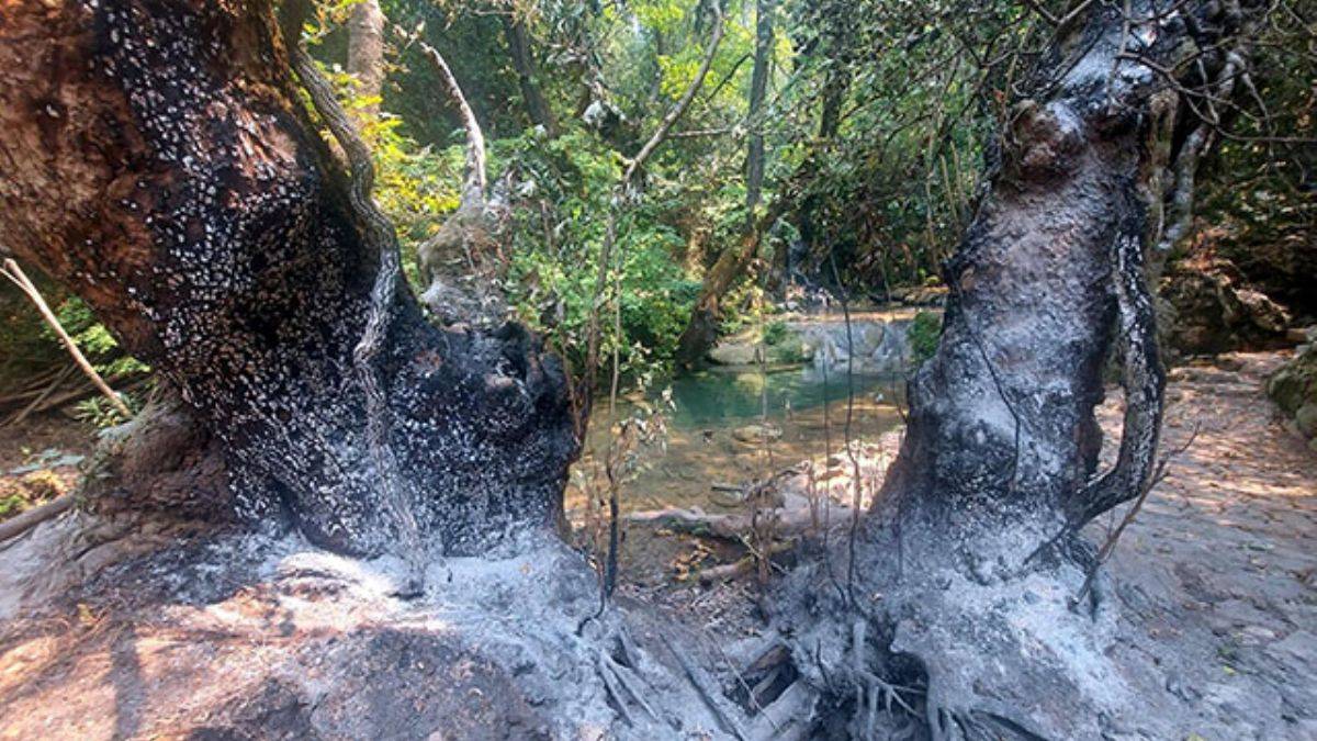 Turgut Şelalesi'nin çevresi küle döndü