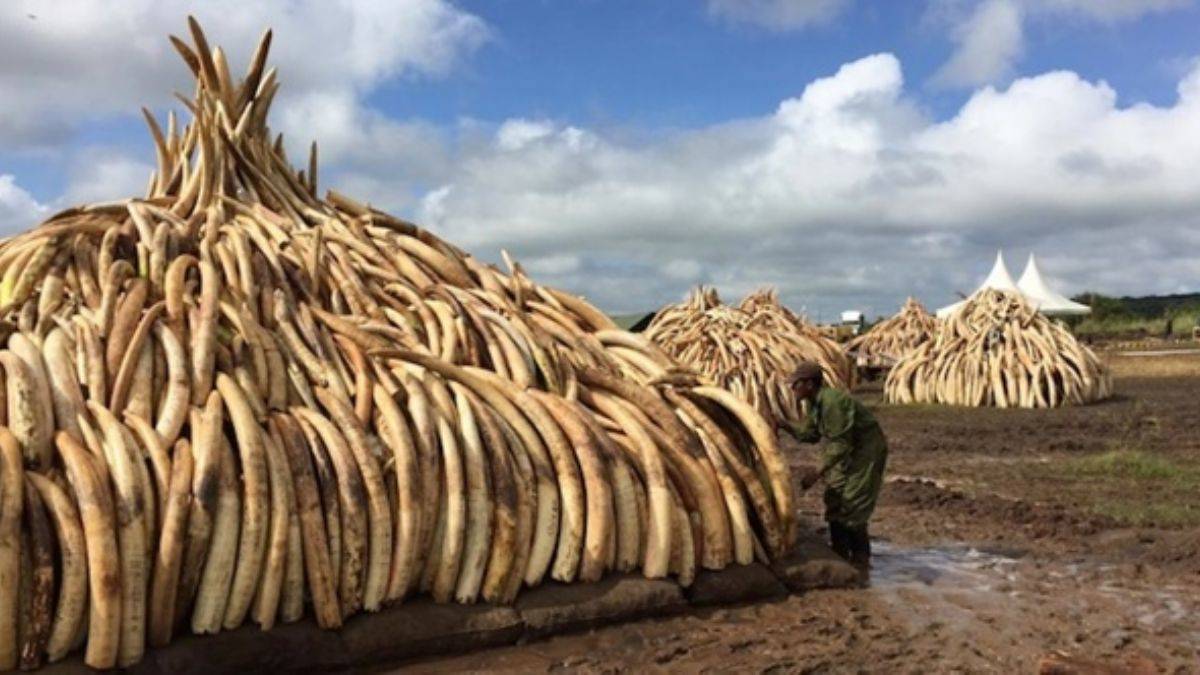 Batı Afrika ülkesi Nijerya'da karıncayiyen pençesi ve fil dişi ele geçirildi