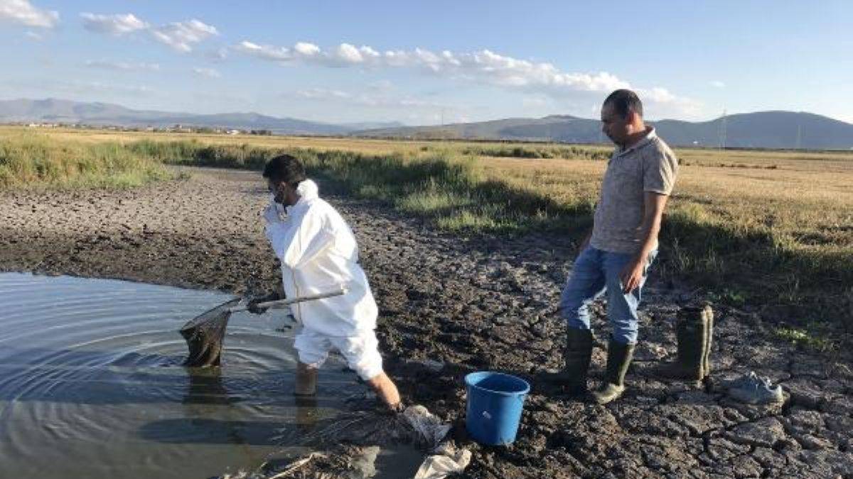 Köylüler, kuruyan göletteki su birikintilerinde oksijensiz kalan balıklar için zamanla yarıştı