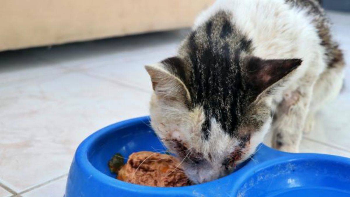 İngiltere’de mama krizi: 330 kedi öldü