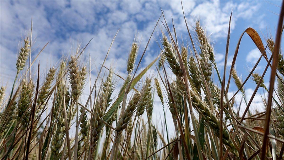 Trakya'da 50 yıldır görülmemiş verim