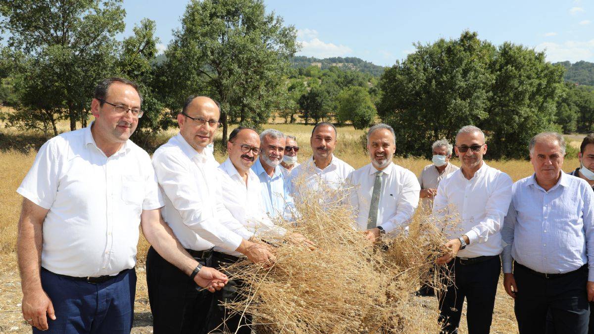 Siyez buğdayı ve çörek otunda hasat zamanı
