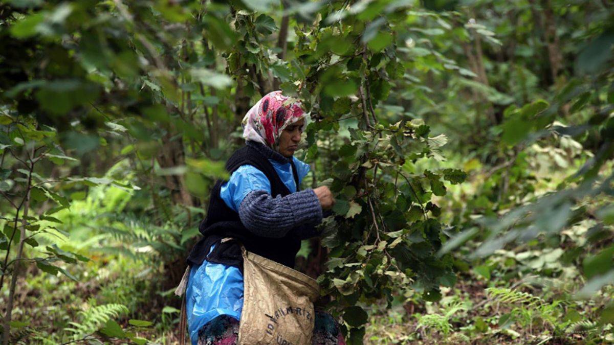 Karadeniz'de koronavirüs alarmı! Vakalar yüzde 400 arttı