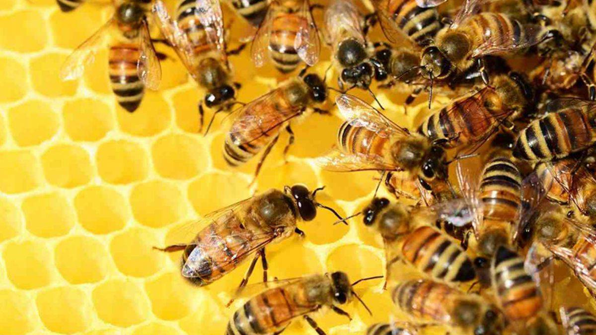 Yangınlar nedeniyle en az 30 milyon bal arısı yok oldu