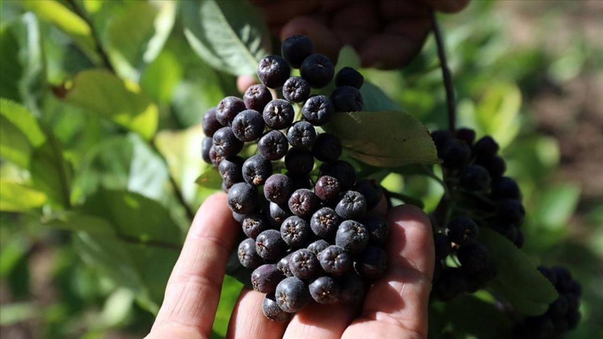 ABD'nin süper meyvesi aronya Ankara'da üretiliyor