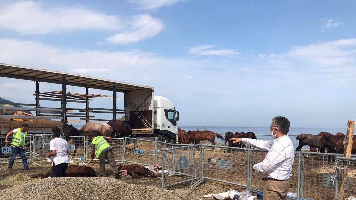 Atlar ölüme terk edildi; Haluk Levent devreye girdi