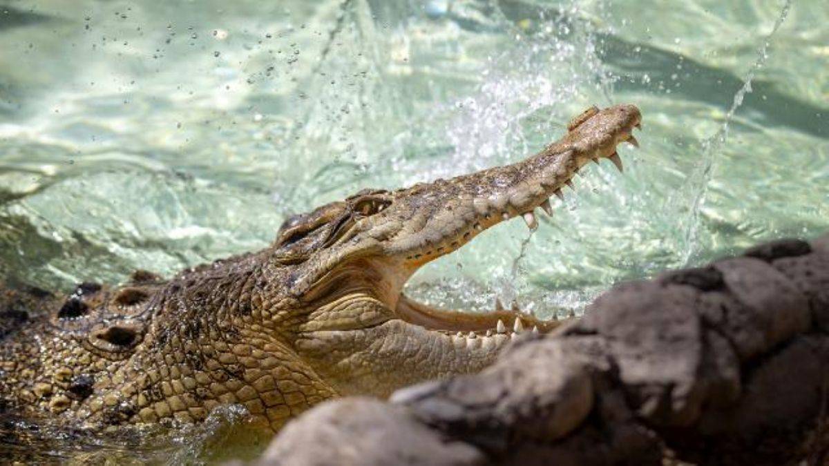 Avustralya'da timsah, askerlere saldırdı