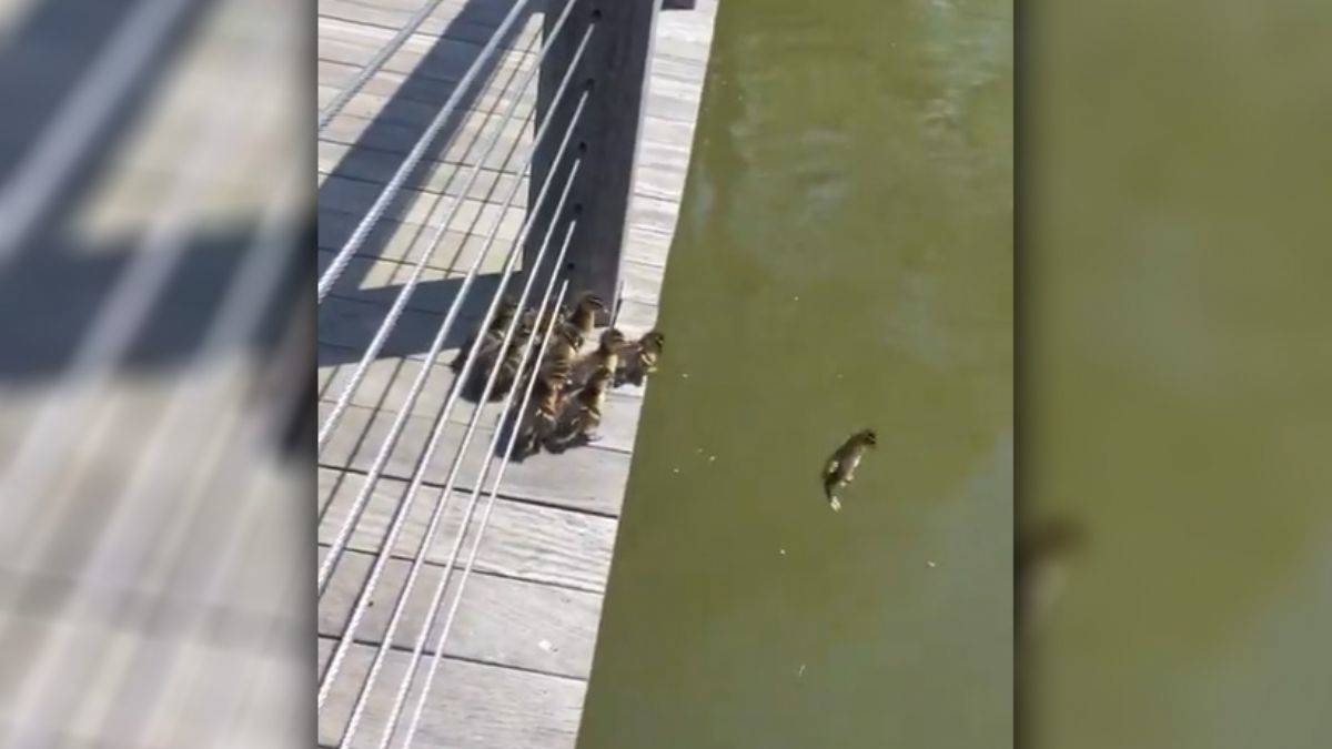Yavru ördeklerin suya ilk atlayışı