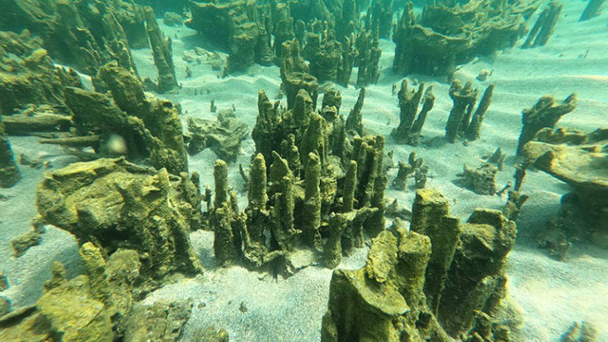 Van Gölü'nde dünyanın en büyük mikrobiyalitleri görüntülendi