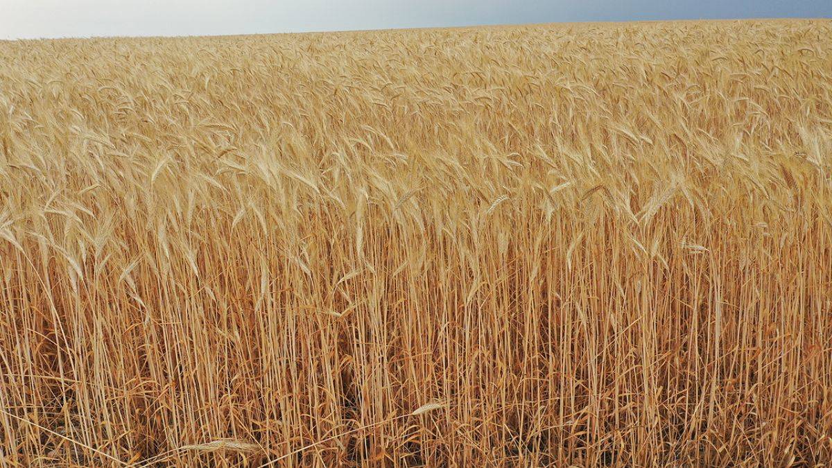 Kuraklık ve don etkilemiyor; her dönümde 225 kilogram!